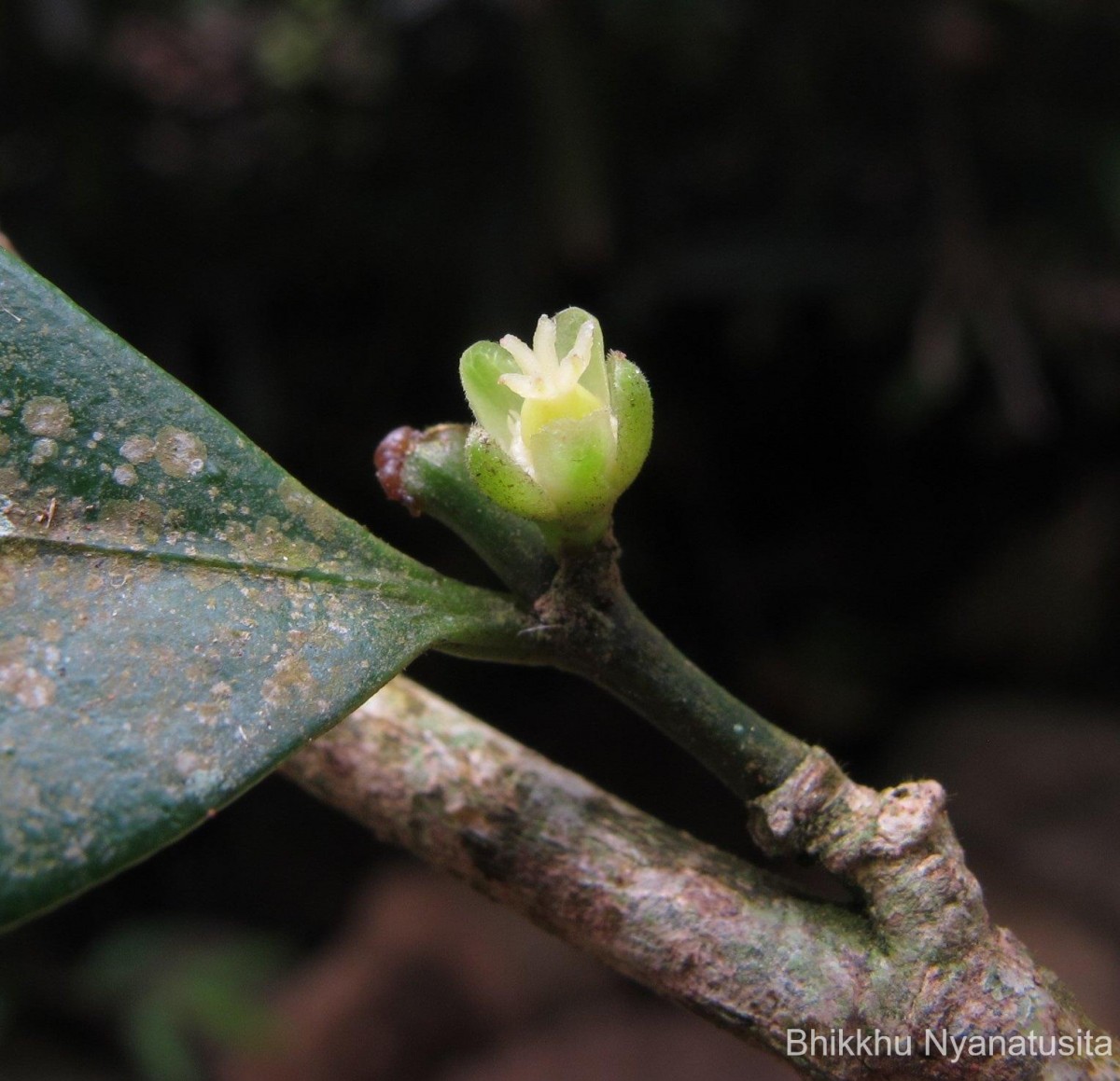 Suregada lanceolata (Willd.) Kuntze